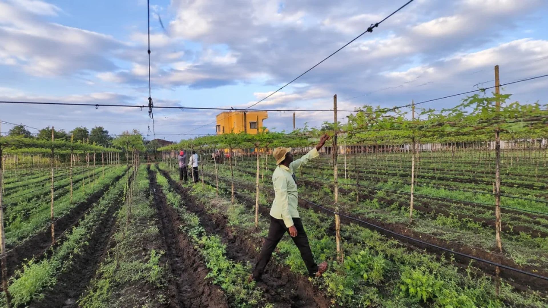 AI Platform Triples Farm Worker Incomes in Nashik's Vineyards