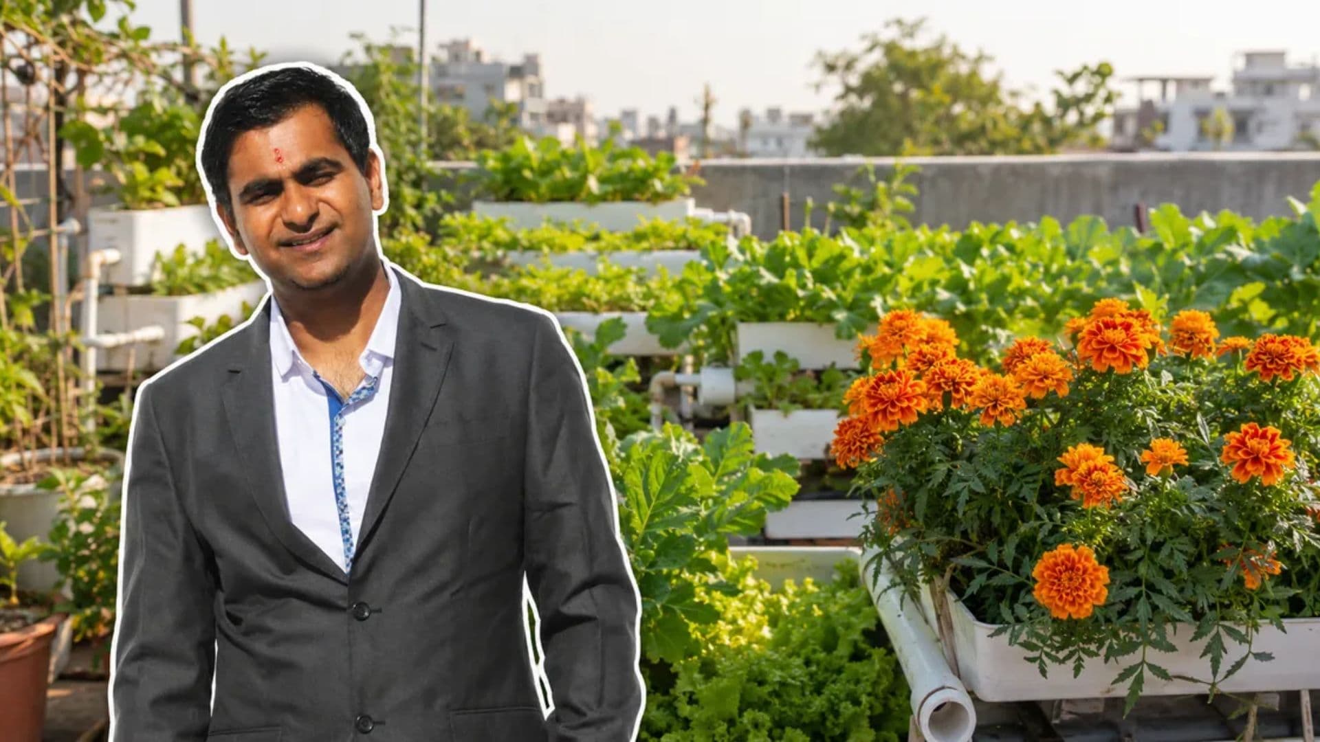 From Corporate Job to Terrace Farm Vadodara Engineer Shashank Dubey Harvests 500 Kg of Vegetables a Month Using Aquaponics